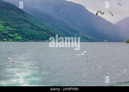 Les mouettes volent à travers les magnifiques paysages de montagne et de fjord d'Aurlandsfjord Sognefjord en Norvège. Banque D'Images