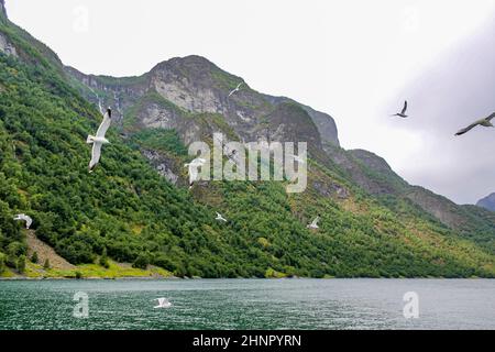 Les mouettes volent à travers les magnifiques paysages de montagne et de fjord d'Aurlandsfjord Sognefjord en Norvège. Banque D'Images