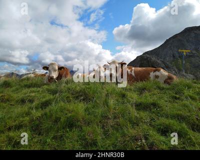 Vaches dans le parc de la nation Hohe Tauern Banque D'Images