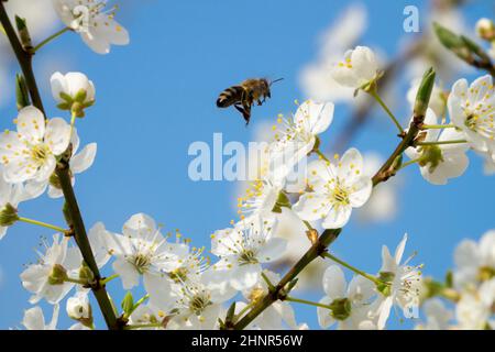 L'abeille volant à Prunus domestica syriaca au début du printemps fleurit l'abeille européenne Banque D'Images