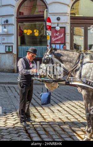 coachman de l'équitation traditionnelle à vienne alimente les chevaux Banque D'Images