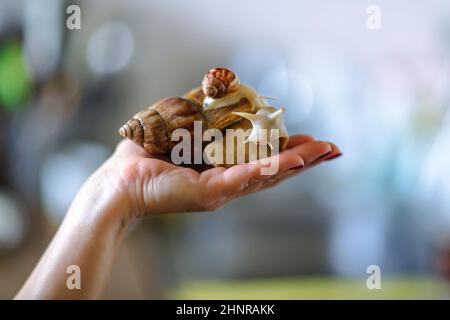 Gros escargot brun Achatina à portée de main. L'escargot africain, qui est cultivé à la maison comme animal de compagnie, et un lso utilisé en cométologie. Vue latérale sur un bl isolé Banque D'Images