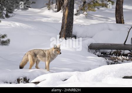 Coyote dans la neige au parc national de Yellowstone. Banque D'Images