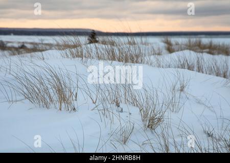 Au train, Michigan - pelouse de plage américaine (Ammophila breviligulata) sur une plage enneigée du lac supérieur. Banque D'Images