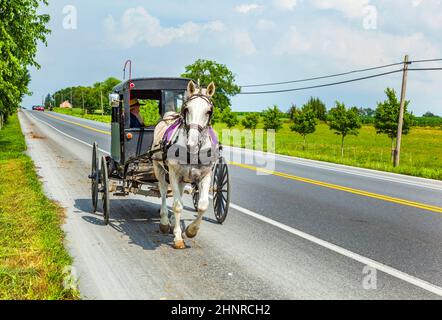 Un cheval tirant une voiturette sur un magnifique paysage de la Saskatchewan Banque D'Images