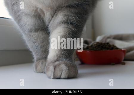 les pattes d'un chat gris écossais et un bol de nourriture près de la fenêtre Banque D'Images