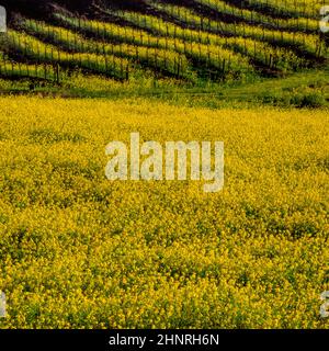 Moutarde, Field, Vineyard, Napa Valley, Californie Banque D'Images