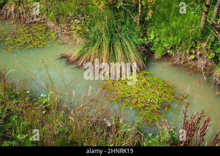 Petit étang près de la grande lagune de décantation à Cavendish Mill travaux de spath fluor, avec la végétation d'amour de l'eau commençant à reguler. Banque D'Images