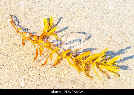 L'algue rouge jaune sargazo à la plage tropicale mexicaine 88 Punta Esmeralda à Playa del Carmen Mexique. Banque D'Images