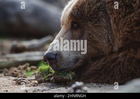 Gros plan portrait d'un ours brun féminin avec une goutte d'eau sur son nez Banque D'Images