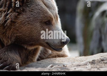 Portrait d'un grand ours brun féminin qui renifle l'air Banque D'Images