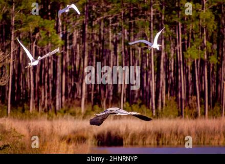 Un grand héron bleu (Ardea herodias) vole sous trois grands aigrettes en vol sur les rives de la rivière West Fowl, le 16 février 2022, à Coden, en Alabama. Banque D'Images