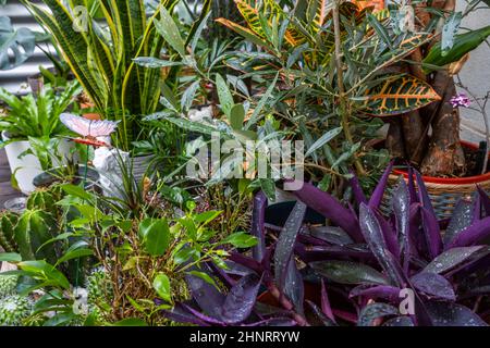 Ensemble de plantes, pots et objets décoratifs assortis sur une terrasse avec parquet en bois d'acacia humide avec Tradescantia pallida, sanseveria, olive, cactus, Banque D'Images