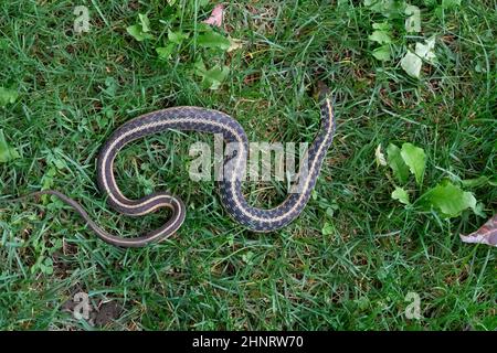 Serpent canadien avec une belle couleur rampant sur l'herbe verte Banque D'Images