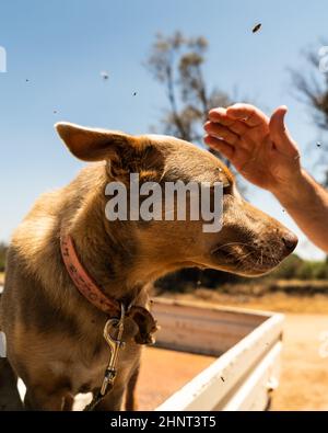 Chien de ferme Banque D'Images