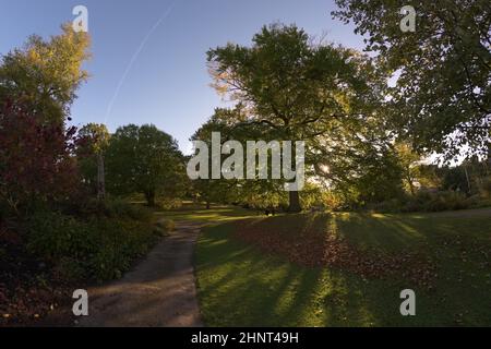 Le soleil brille à travers un arbre à feuilles caduques dans les jardins botaniques de sheffield Banque D'Images