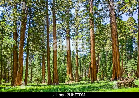 Le célèbre big arbres Séquoia sont debout dans le Parc National Sequoia géant, quartier du village Banque D'Images