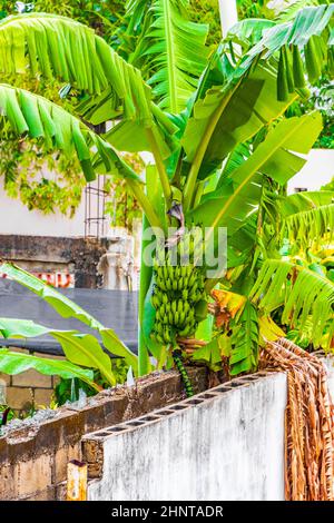 Les bananes jaunes vertes poussent à Playa del Carmen au Mexique. Banque D'Images