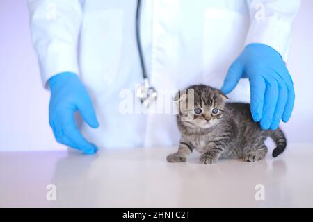 Chaton dans une clinique vétérinaire.chaton et vétérinaire.Scottish plient chaton dans les mains d'un vétérinaire en gants médicaux bleus . Chaton de bébé. Banque D'Images