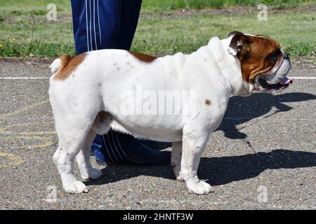 Chien de taureau anglais sur une promenade Banque D'Images