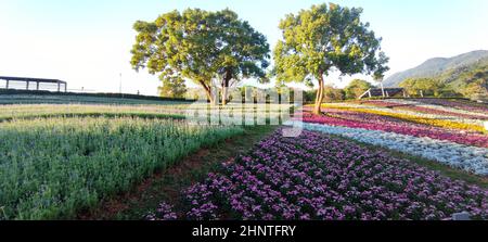 Le Parc urbain de San-Tseng-Chi par une journée ensoleillée et lumineuse avec des champs de fleurs colorés sur la colline sous un ciel bleu clair pendant le Festival des fleurs, dans le quartier de Beitou, Taipei City, Taiwan Banque D'Images