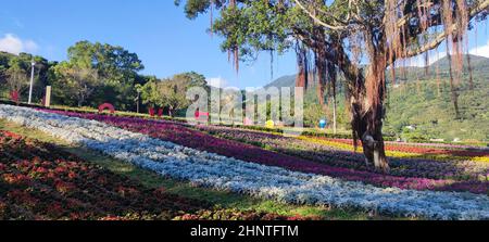 Le Parc urbain de San-Tseng-Chi par une journée ensoleillée et lumineuse avec des champs de fleurs colorés sur la colline sous un ciel bleu clair pendant le Festival des fleurs, dans le quartier de Beitou, Taipei City, Taiwan Banque D'Images