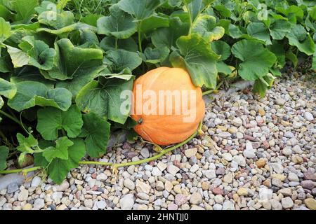 De grandes citrouilles poussant sur le lit dans le jardin, récoltent des légumes biologiques. Vue automnale sur le style campagnard. Nourriture saine vegan végétarien bébé dieting conce Banque D'Images