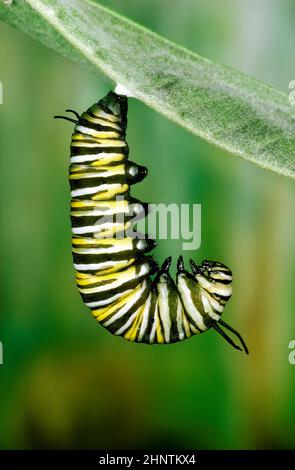 Chenille de monarque (Danaus plexippus) sur le Milkweed Banque D'Images