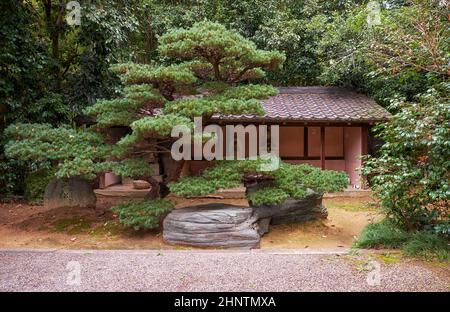 Le sanctuaire avec des statues de saints avec le beau pin de forme artistique devant lui au temple Toganji, un temple bouddhiste du Soto Banque D'Images