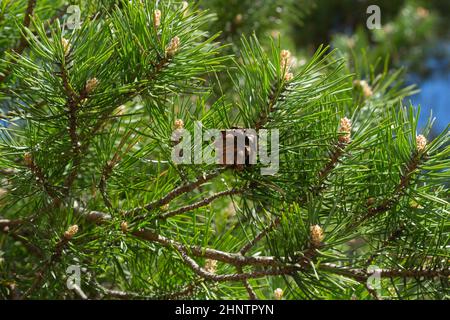 Arbre de pin gros plan. Branches d'épinette Banque D'Images