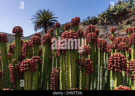 Le fruit de endémique aux îles Canaries - Euphorbia canariensis.Gros plan. Banque D'Images