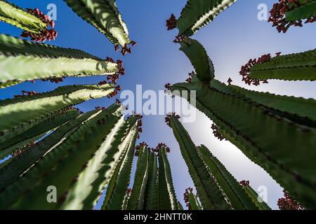 Le fruit de endémique aux îles Canaries - Euphorbia canariensis.Vue de dessous. Banque D'Images