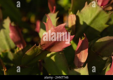 Usine de maison schlumbergera. Plante rouge verte succulente Banque D'Images