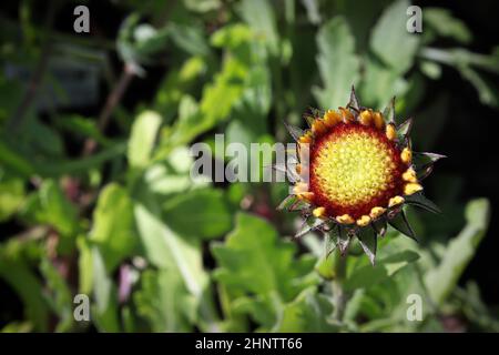 Gros plan sur les boutons de fleurs de couverture non ouverts. Banque D'Images