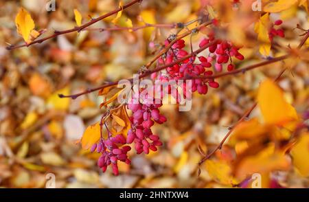 Baies de barberge (latin. Berberis) dans le jardin d'automne Banque D'Images