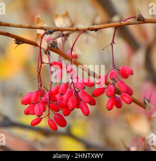 Baies de barberge (latin. Berberis) dans le jardin d'automne Banque D'Images