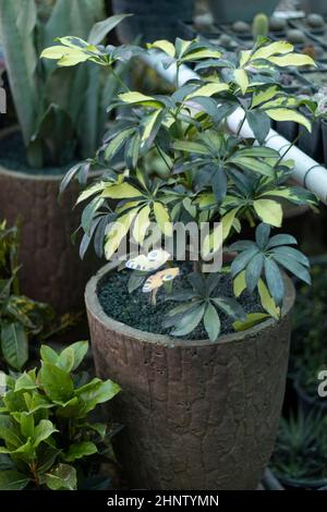 Schefflera plante dans un grand pot Banque D'Images