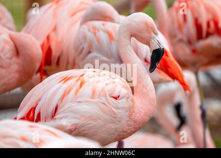 Flamant rose Banque D'Images