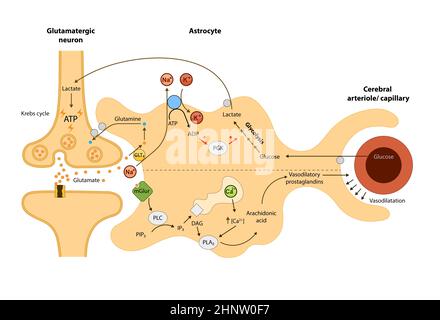 La circulation cérébrale, relation des astrocytes à l'oxygène et au métabolisme énergétique, neurone, cerveau sanguin, graphique 2d, illustration Banque D'Images