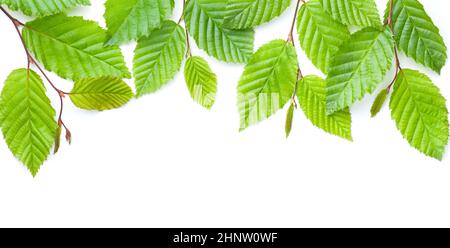 Feuilles vertes isolées sur fond blanc.Cadre naturel en charme.Vue de dessus.Pose à plat Banque D'Images