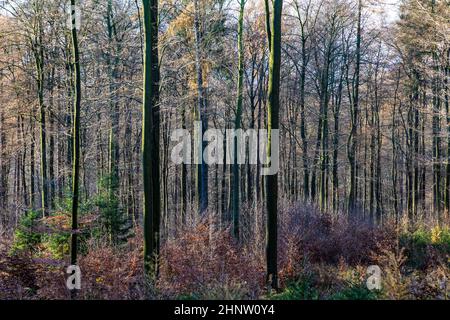 Chemin pittoresque avec une ombre spectaculaire dans la forêt de Taunus près de Glashuetten dans la région de Feldberg Banque D'Images
