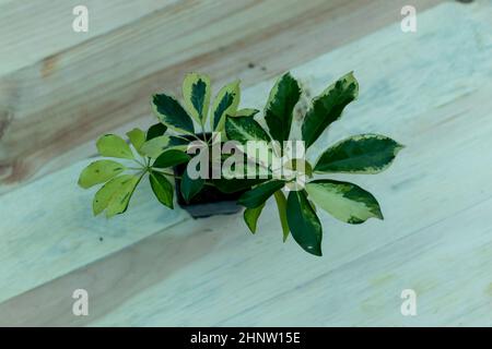 Petite plante schefflera avec fond en bois Banque D'Images