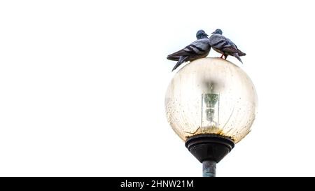 Pigeons sur des lampes sur fond blanc. Banque D'Images