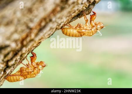 La cicada se tache sur les arbres dans un fond de nature. Banque D'Images