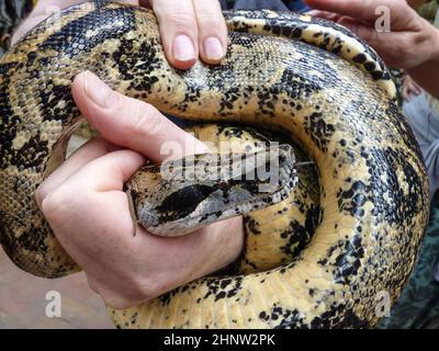 serpent sauvage dangereux dans une main de homme Banque D'Images