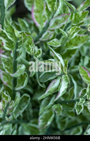 Pedilanthus tithymaloides ou plantes en zigzag Banque D'Images