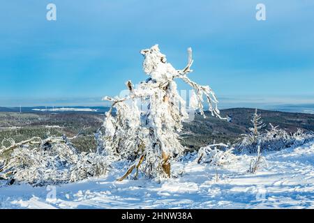 Sunshine sous le calme d'hiver paysage de montagne avec de beaux sapins sur pente à Feldberg, dans la Hesse, Allemagne Banque D'Images