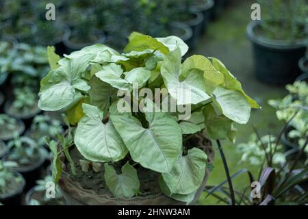 Syngonium feuilles vert clair plante en pot Banque D'Images