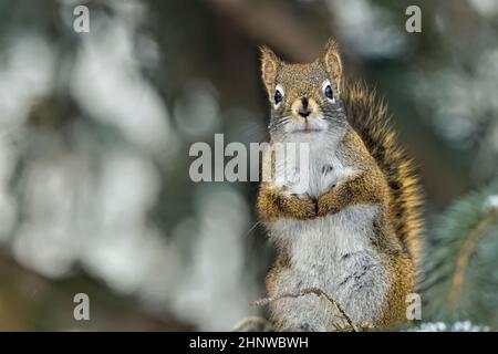 Un écureuil rouge 'Tamiasciurus hudsonicus', debout sur une branche d'épinette qui regarde le photographe dans les régions rurales du Canada de l'Alberta Banque D'Images