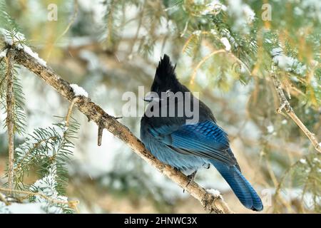 Un geai de Steller (Cyanocitta stelleri), oiseau, perché dans un épicéa avec des branches enneigées dans son habitat rural en Alberta Banque D'Images